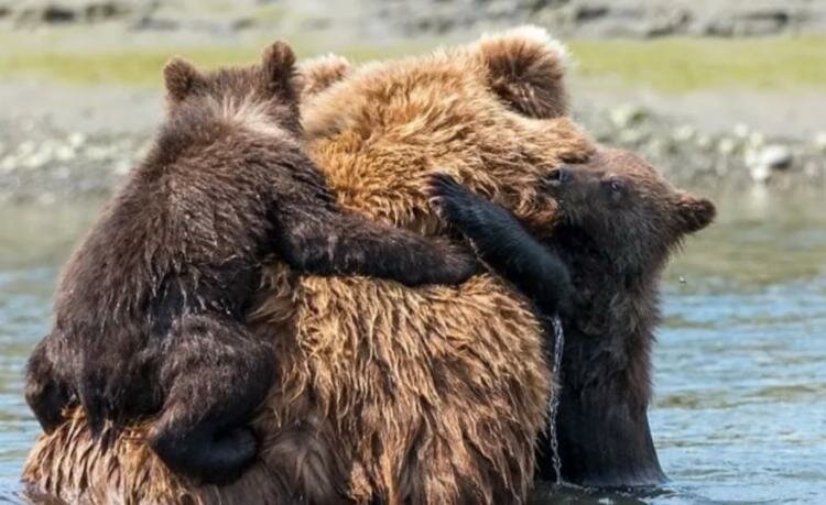 У медведицы не получалось спасти медвежат из холодной воды. На помощь пришли рыбаки